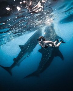 Paket Private One Day Trip Whale Shark Pulau Sumbawa | Lombok Fun Trip