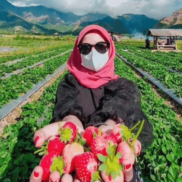 One Day Trip Sembalun Lombok: Agrowisata Stroberi & Bukit Selong