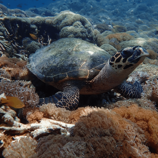 One Day Trip Lombok: Private Snorkeling Gili Kondo, Gili Bidara & Gili Petagan