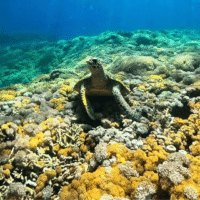 One Day Trip Lombok: Private Snorkeling Gili Kondo, Gili Bidara & Gili Petagan
