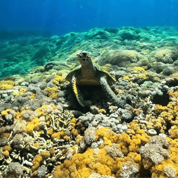 One Day Trip Lombok: Private Snorkeling Gili Kondo, Gili Bidara & Gili Petagan