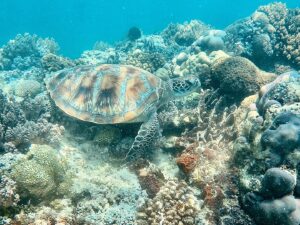 One Day Trip Lombok: Snorkeling 3 Gili Trawangan, Meno & Air